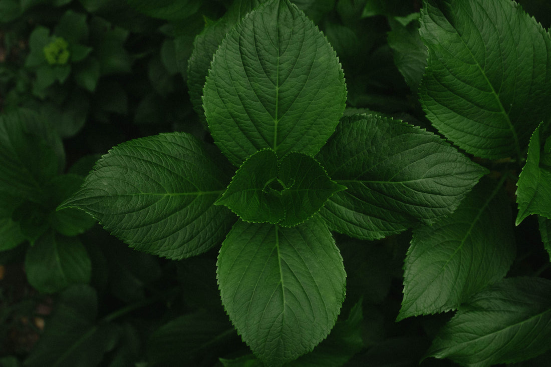 The Wonders Of Peppermint Leaf - Arata